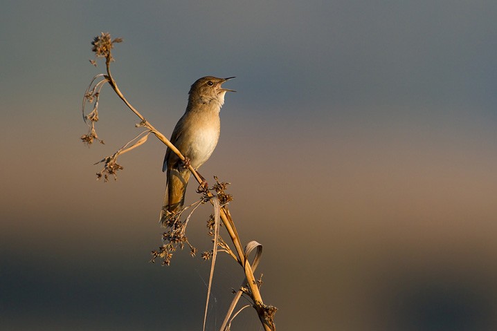 Rohrschwirl Locustella luscinioides Savi's Warbler